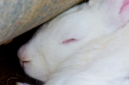 Head of white rabbit, Thailand.の写真素材