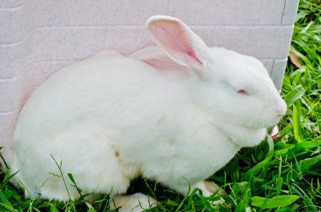 White rabbit on green grass floor, Thailand.の写真素材