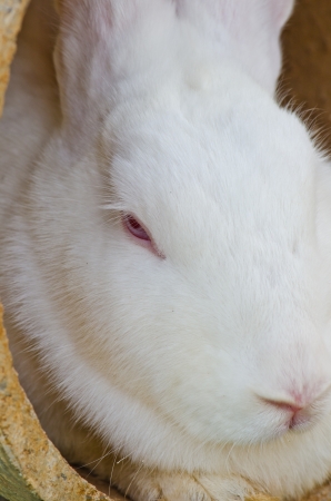 Head of white rabbit, Thailand.の写真素材