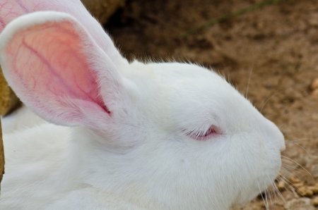 Head of white rabbit, Thailand.の写真素材