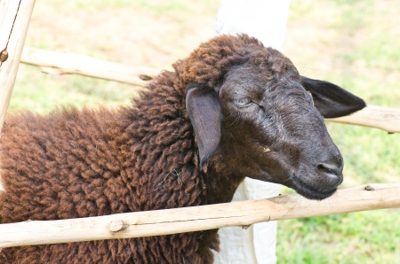 Head of brown sheep, Thailand.の写真素材