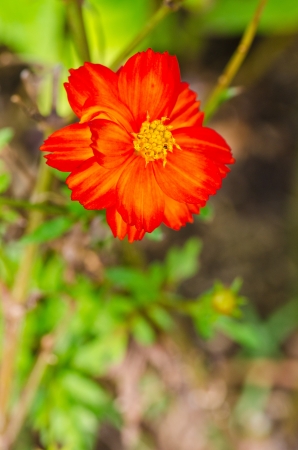 Orange flower on green background, Thailand.の写真素材