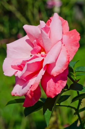 Blossom of pink rose, Thailand.の写真素材