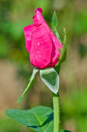 Blossom of young pink rose, Thailand.の写真素材