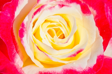 Close up inside of rose, Thailand.の写真素材