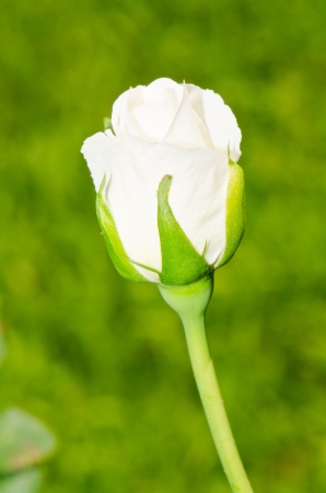 Blossom of young rose, Thailand.の写真素材