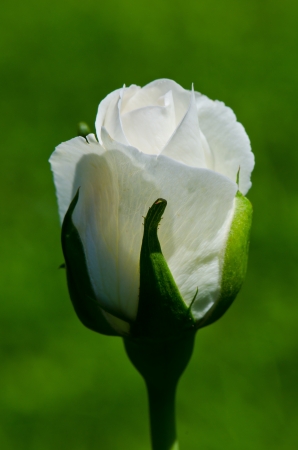 Blossom of young white rose, Thailand.の写真素材