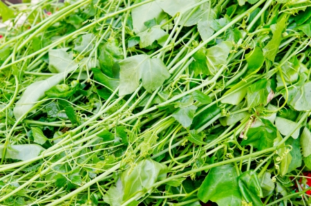 Ivy gourd, Thai vegetarian in market