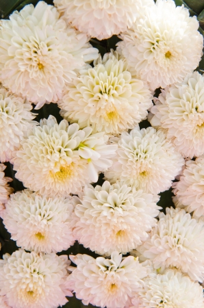 White flower background, Thailand.の写真素材