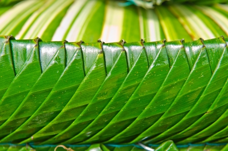Green leaf decoration background, Thailand.の写真素材