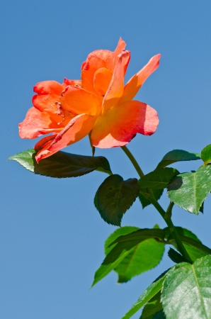 Orange rose on blue sky, Thailand.の写真素材