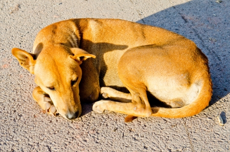 Portrait of Thai dog on the road, Thailand.の写真素材