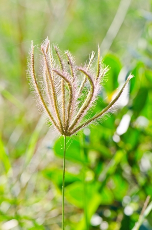 Flower of grass in the nature, Thailand.の写真素材
