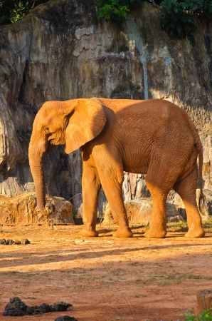 Portrait of African Elephant, Thailand.