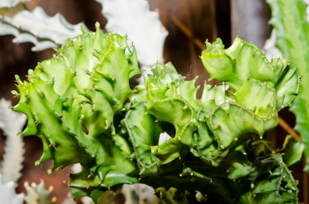 Macro of cactus texture, Thailand.の写真素材