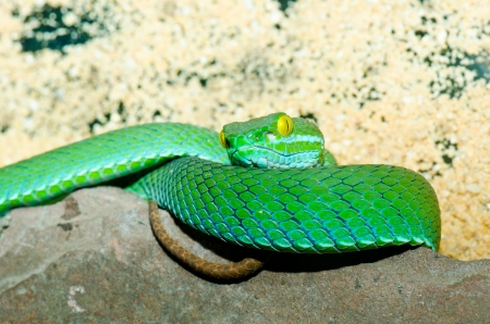 Close up of Big-eyed Pitviper or Cryptelytrops macrops, Thailand.