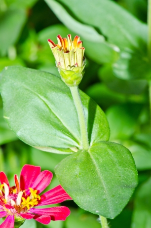 Close up of young zinnia flower, Thailand.の写真素材