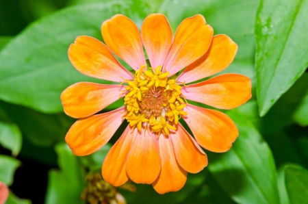 Close up of orange zinnia flower, Thailand.の写真素材