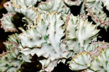 Close up of Euphorbia lactea Haw. cactus, Thailand.の写真素材