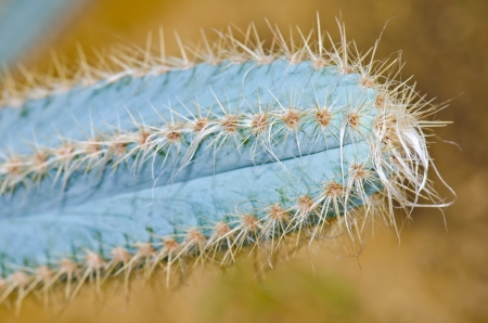 Close up many thorn of cactus, Thailand.の写真素材