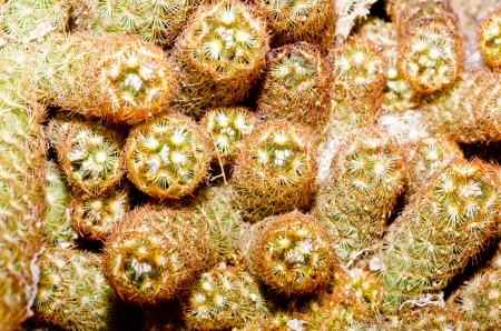 Close up of Mammillaria elongata DC. cactus, Thailand.の写真素材