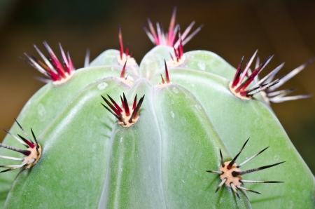 Close up of cactus, Thailand の写真素材