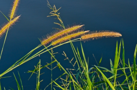 Flower of grass in the nature, Thailand.の写真素材