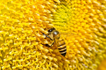 Close up of yellow sun flower and bee, Thailand.の写真素材