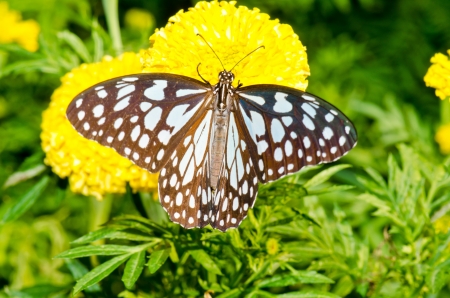 Beautiful butterfly on flower in public park, Thailand.の写真素材