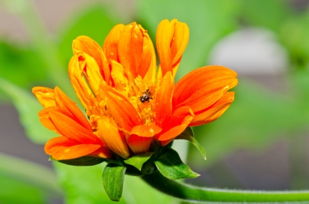 Orange Zinnia flower in garden, Thailand.の写真素材