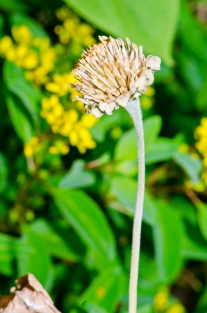 Dry Zinnia flower in garden, Thailand.の写真素材
