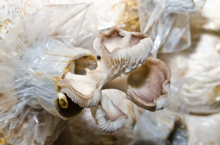 Sajor-caju Mushroom at mushroom farm, Thailand.の写真素材