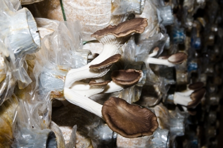 Sajor-caju Mushroom at mushroom farm, Thailand.の写真素材