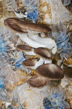 Sajor-caju Mushroom at mushroom farm, Thailand.の写真素材