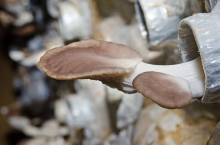 Sajor-caju Mushroom at mushroom farm, Thailand.の写真素材
