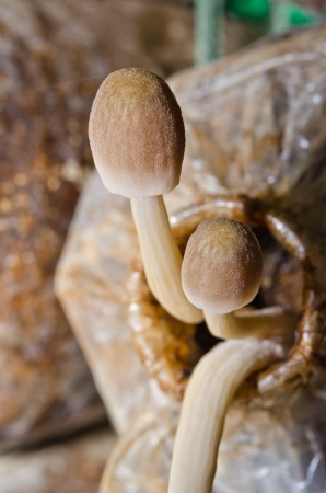 Yanagi Mutsutake mushroom at mushroom farm, Thailand.の写真素材