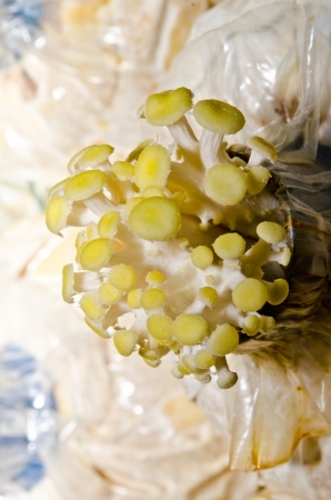 Golden Oyster Mushroom at mushroom farm, Thailand.の写真素材