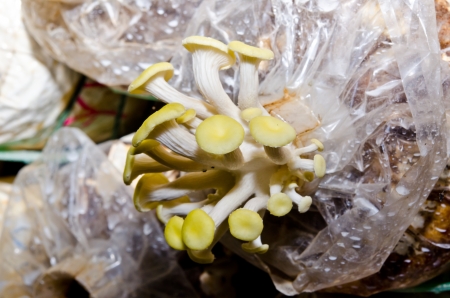 Golden Oyster Mushroom at mushroom farm, Thailand.の写真素材