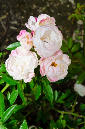 Close up of pink roses, Thailand.の写真素材