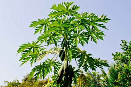 Papaya leaf on blue sky, Thailand.の写真素材