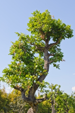 Green leaf with blue sky, Thailand.の写真素材