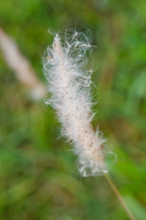 Flower of grass in the nature, Thailand.の写真素材