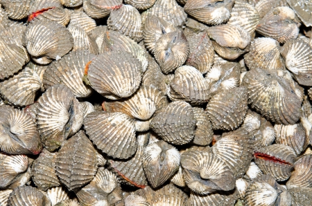 Group of ark shell, Thailand.