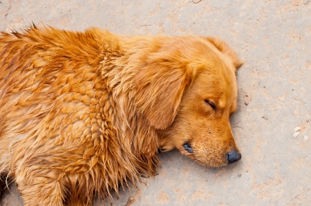 Thai dog in the park, Thailand.の写真素材