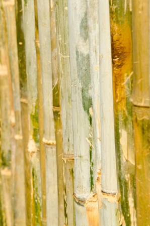 Bamboo background, Thailand.の写真素材