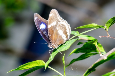 Brown butterfly in nature, Thailandの写真素材