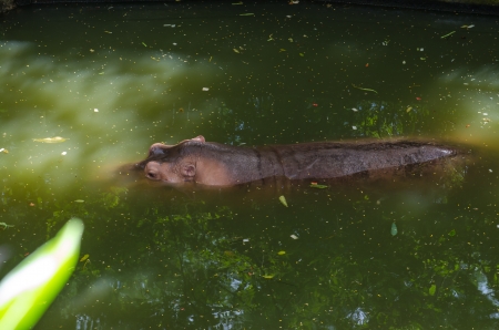 Brown Hippopotamus in the water , Thailand.の写真素材