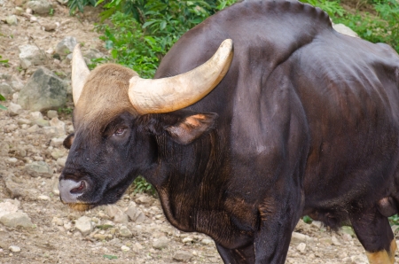 Portrait of a gaur, Thailand.の写真素材