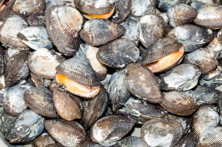Group of shell, Thailand.