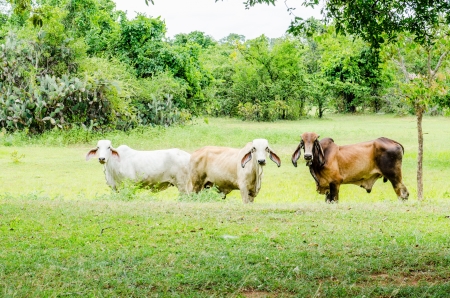 Cows in field, Thailand.の写真素材